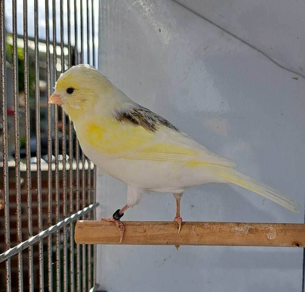 Kanarie, Dieren en Toebehoren, Meerdere dieren, Kleurkanarie