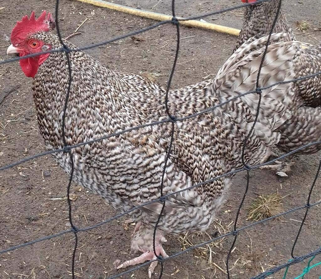 Mechelse koekoek haan, kweekhaan, Dieren en Toebehoren