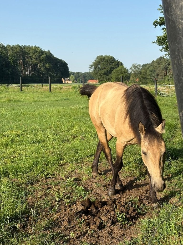 Quarter horses, Dieren en Toebehoren, Minder dan 160 cm, Met stamboom, 3 tot 6 jaar, Westernpaard