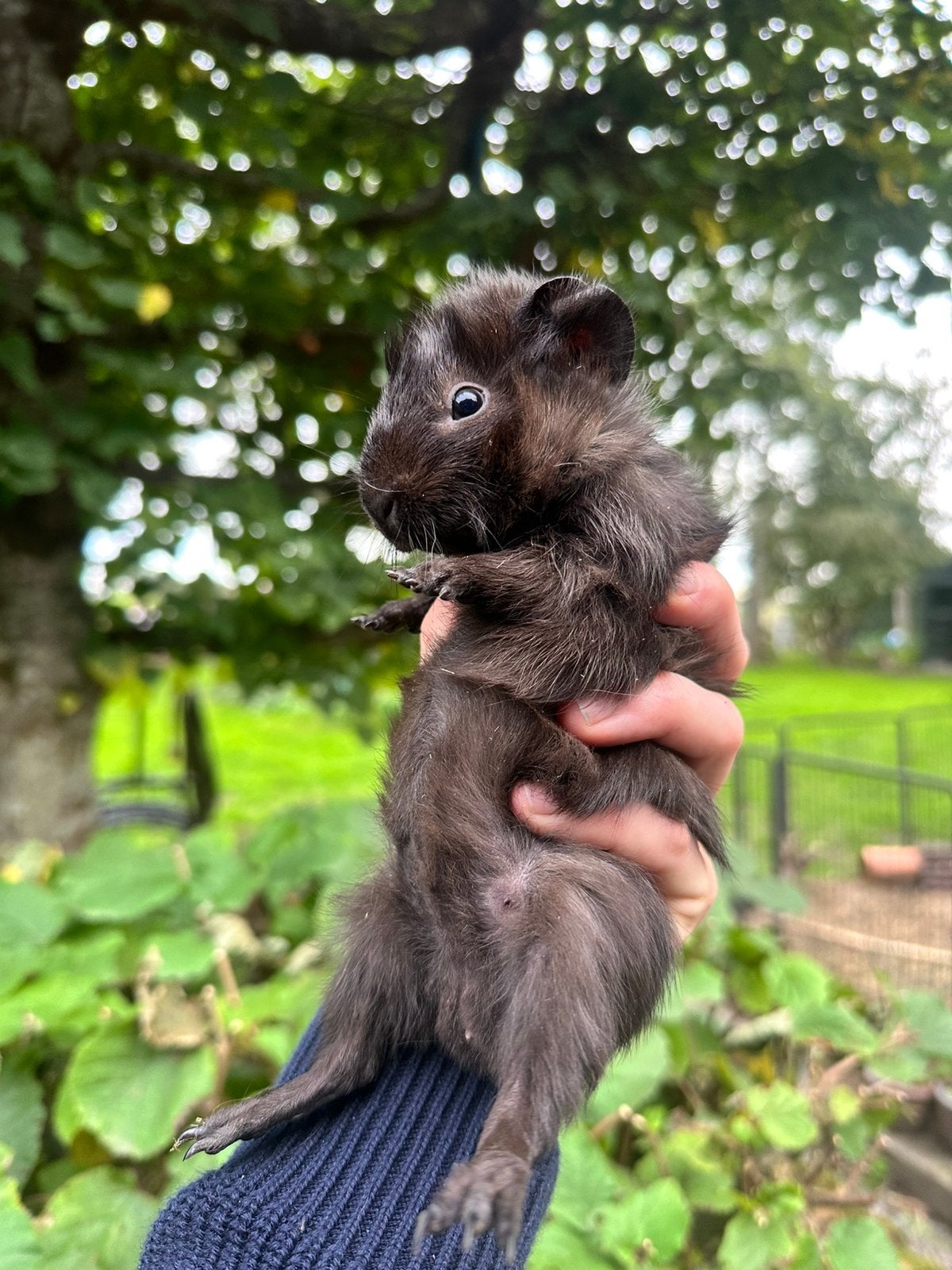 Cavia mannetjes, Juin, Mâle