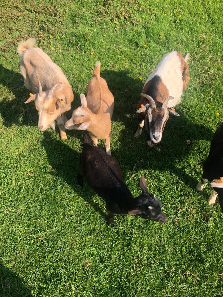 Dwerggeit lammetjes te koop, Dieren en Toebehoren, Schapen, Geiten en Varkens, Mannelijk