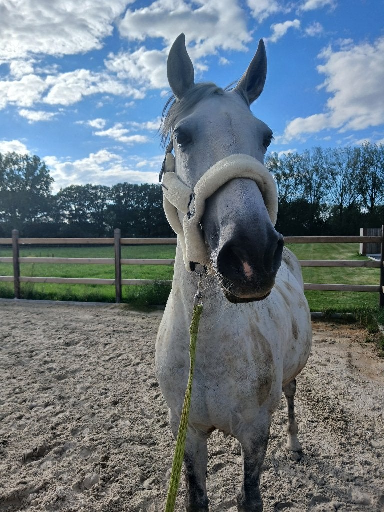 Paard, Dieren en Toebehoren, Gechipt, Minder dan 160 cm, Ruin, 7 tot 10 jaar