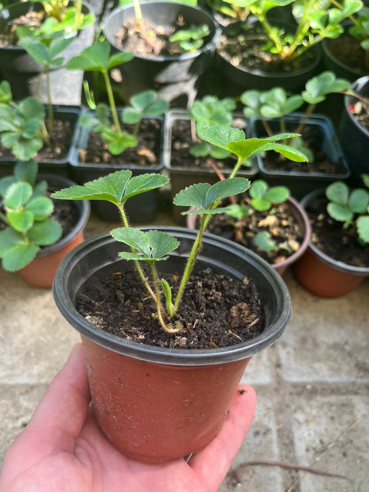 PLANTS DE FRAISIERS À VENDRE, Jardin & Terrasse, Plantes | Jardin, Enlèvement ou Envoi, Été, Plantes fruitières, Plante fixe