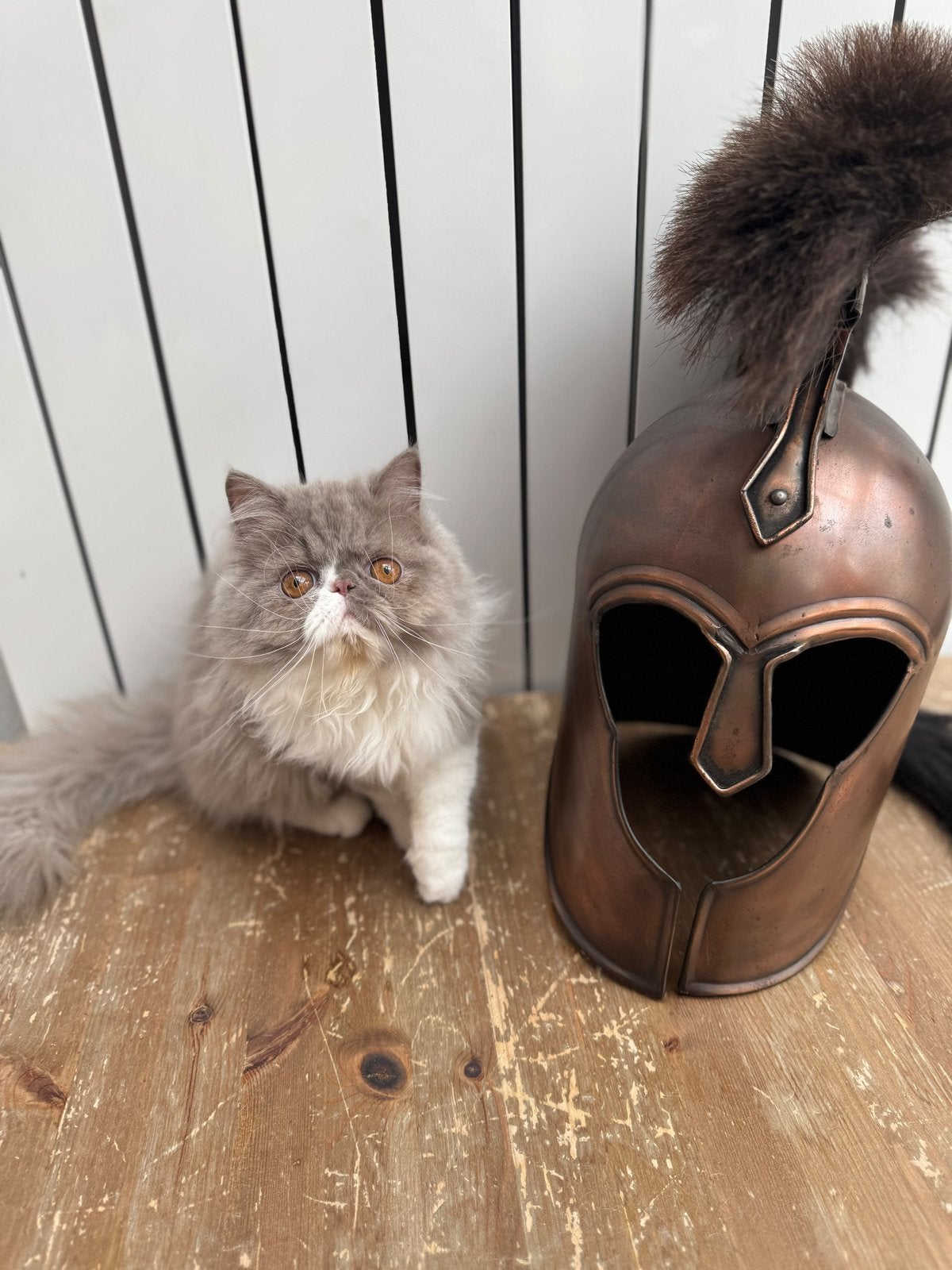 British shorthair, Animaux & Accessoires, Plusieurs animaux, Avec pedigree, 0 à 2 ans