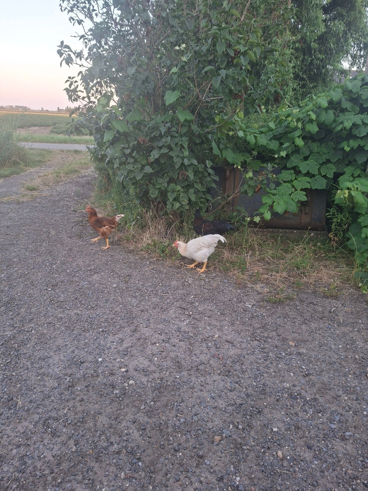 Jonge hanen, Dieren en Toebehoren, Pluimvee, Mannelijk