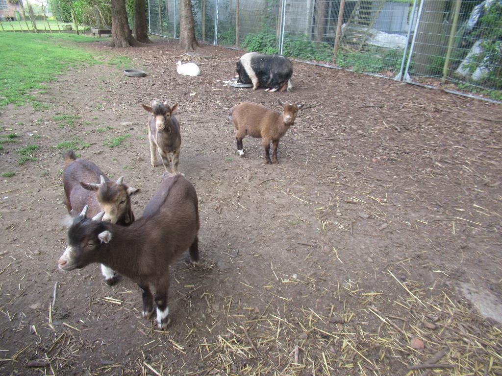jonge geitjes, Plusieurs animaux, Chèvre, 0 à 2 ans