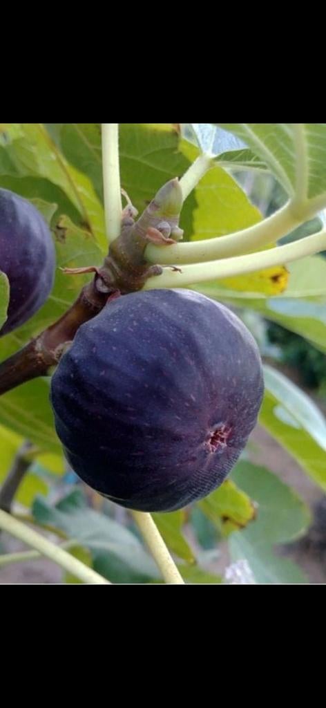 Vijgenboom (Winterhard), Tuin en Terras, Planten | Fruitbomen, Ophalen, Vijgenboom
