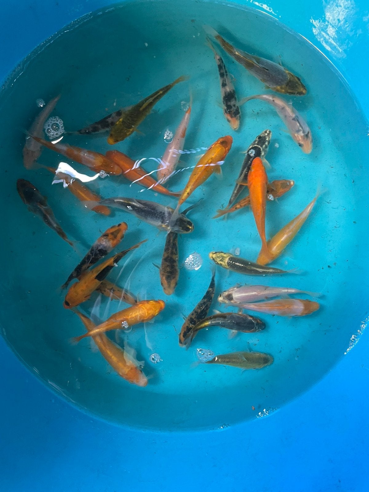 Koi b 7 - 10cm, Karper of Koi