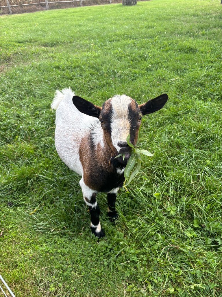 Dwerggeit bok, Dieren en Toebehoren, Schapen, Geiten en Varkens, Mannelijk, Geit