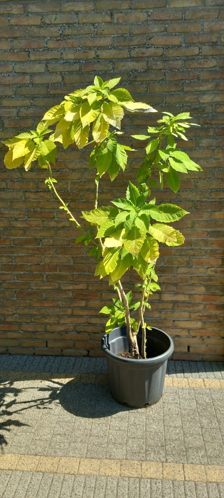Trompette Datura Brugmansia Angel jaune 180 cm, Enlèvement, Été, Plante fixe, Plein soleil