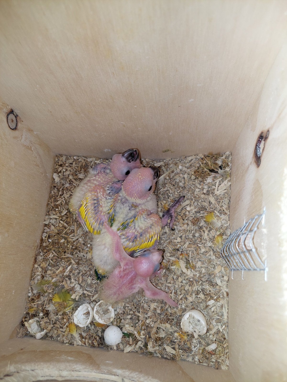 zonparkiet, Dieren en Toebehoren, Parkiet, Tam