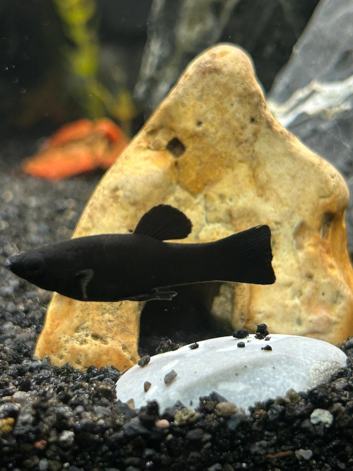 Ik zoek vissen, Dieren en Toebehoren, Vissen | Aquariumvissen