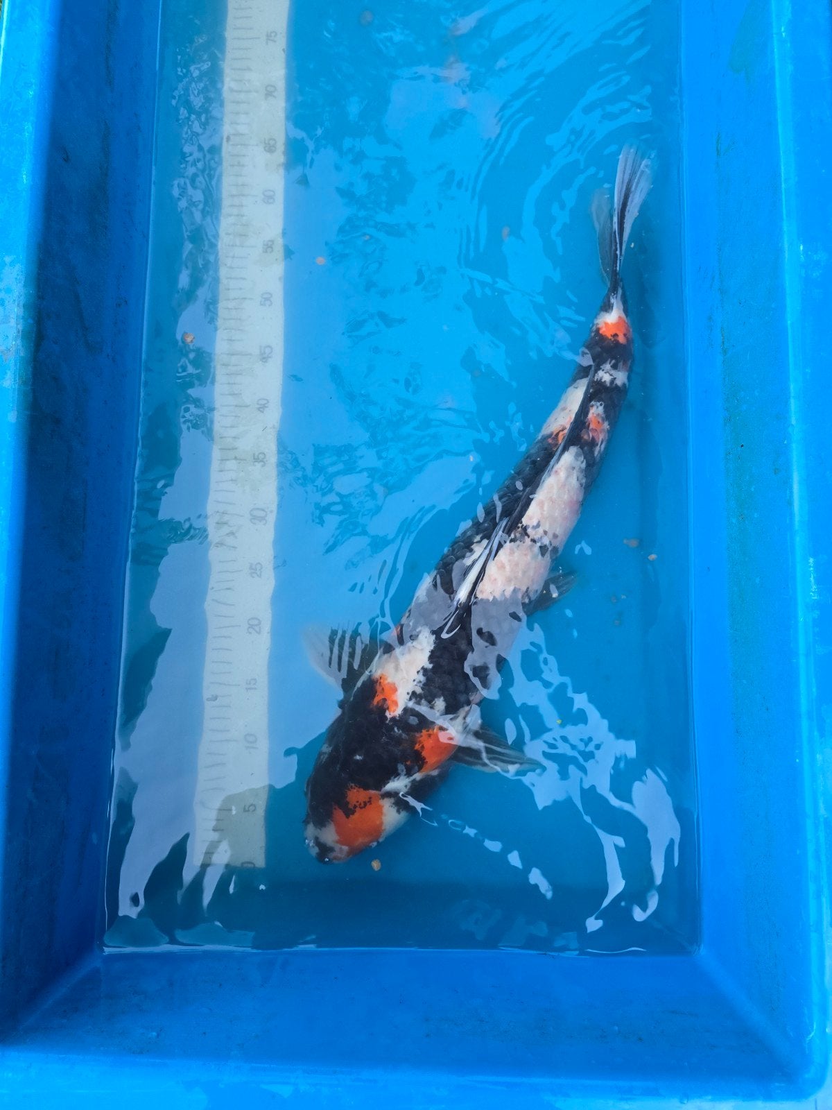 Magnifique spectacle de 60 à 65 cm, Animaux & Accessoires, Poissons | Poissons d'étang