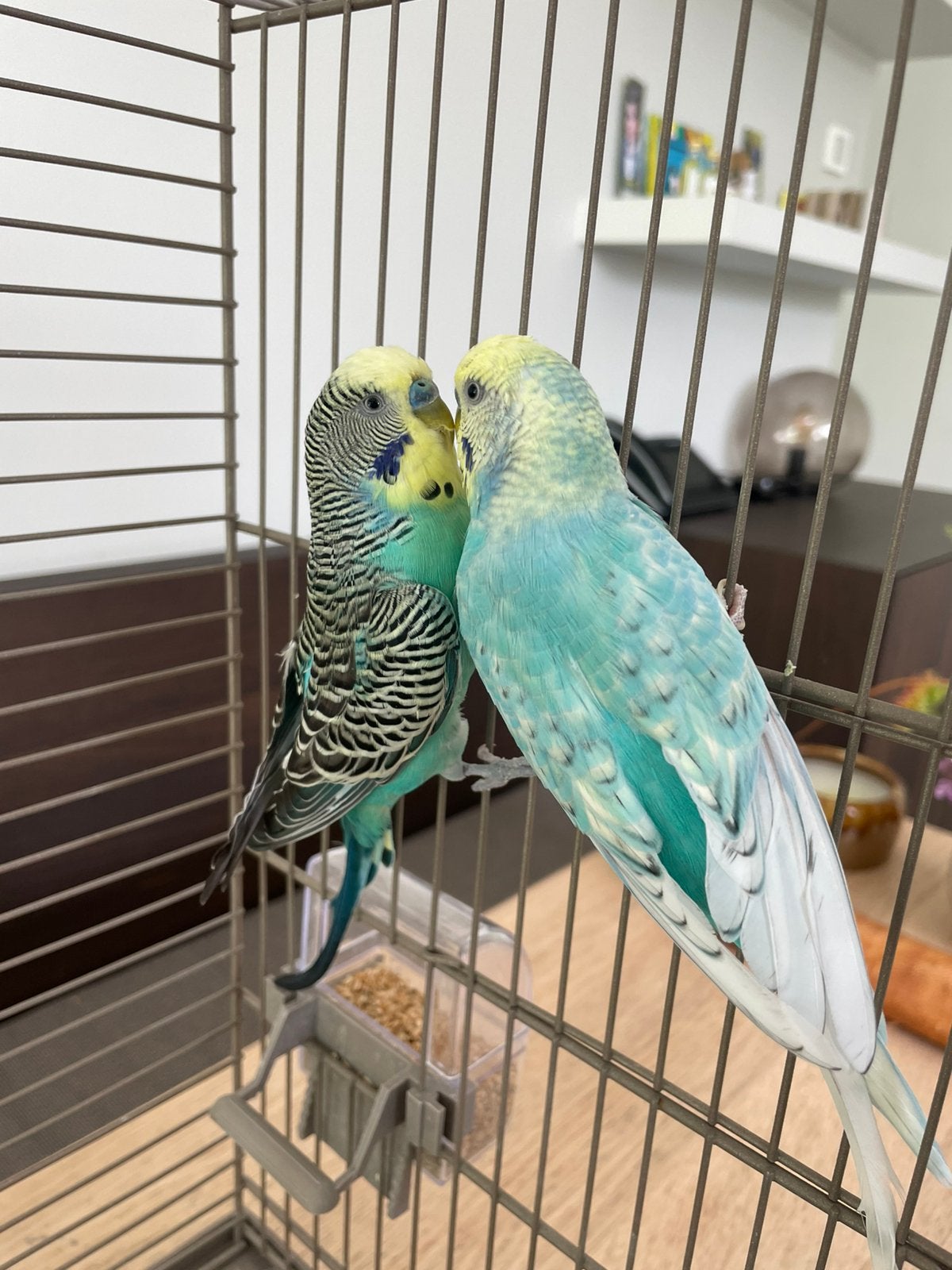 Grasparkieten 2 mannen Budgie, Mâle, Perruche