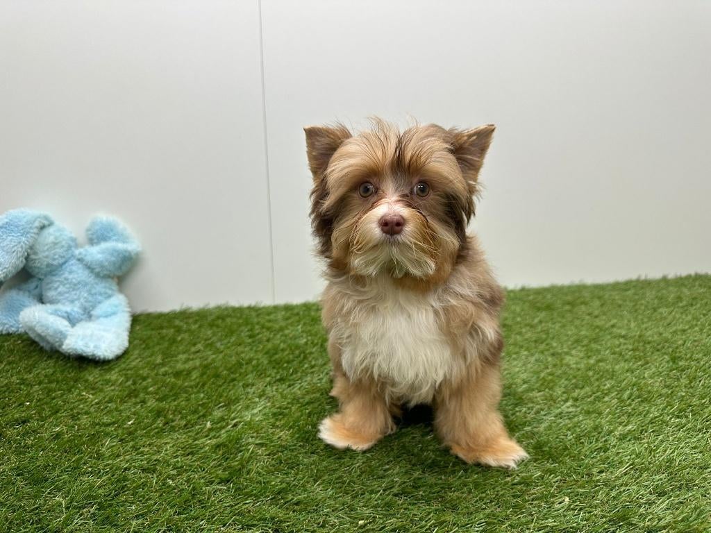 Biewer Yorkshire Terrier pups, Dieren en Toebehoren, Yorkshire Terriër, België, 8 tot 15 weken, Parvo