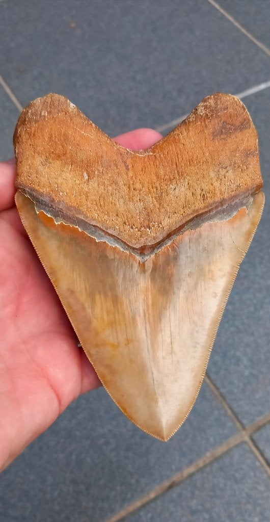 Gigantische Megalodon haaientand 14 cm., Verzamelen, Ophalen of Verzenden, Fossiel