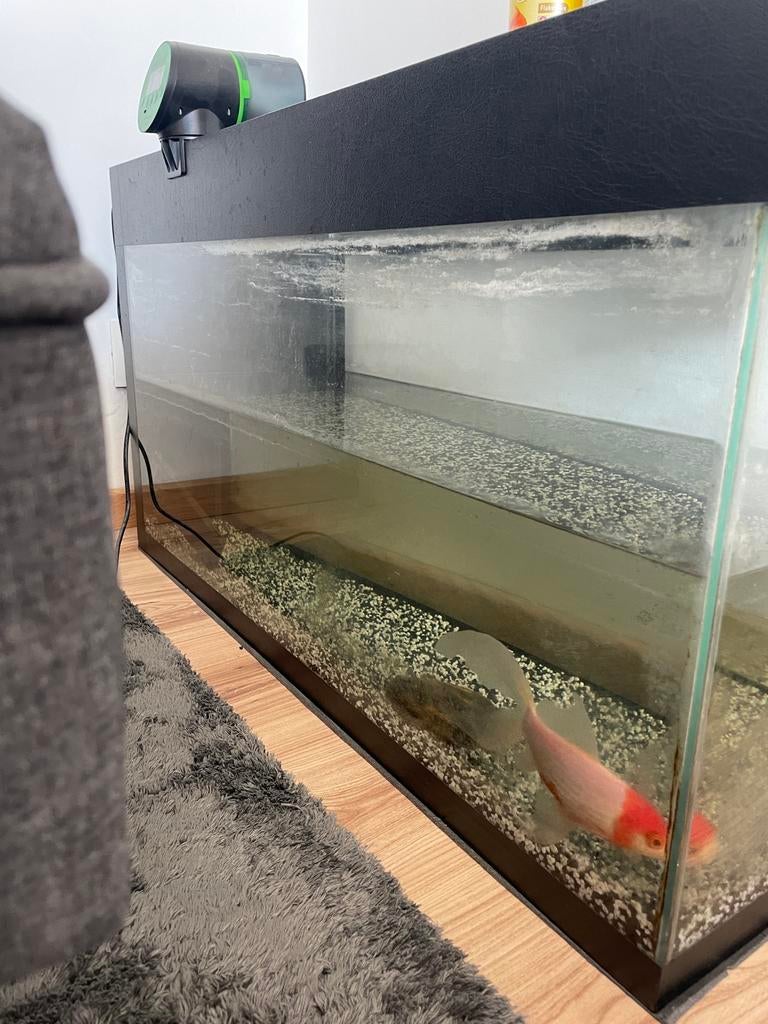 Aquarium 80x30 avec poisson rouge, chauffage, filtre et …, Animaux & Accessoires, Poissons | Aquariums & Accessoires, Enlèvement