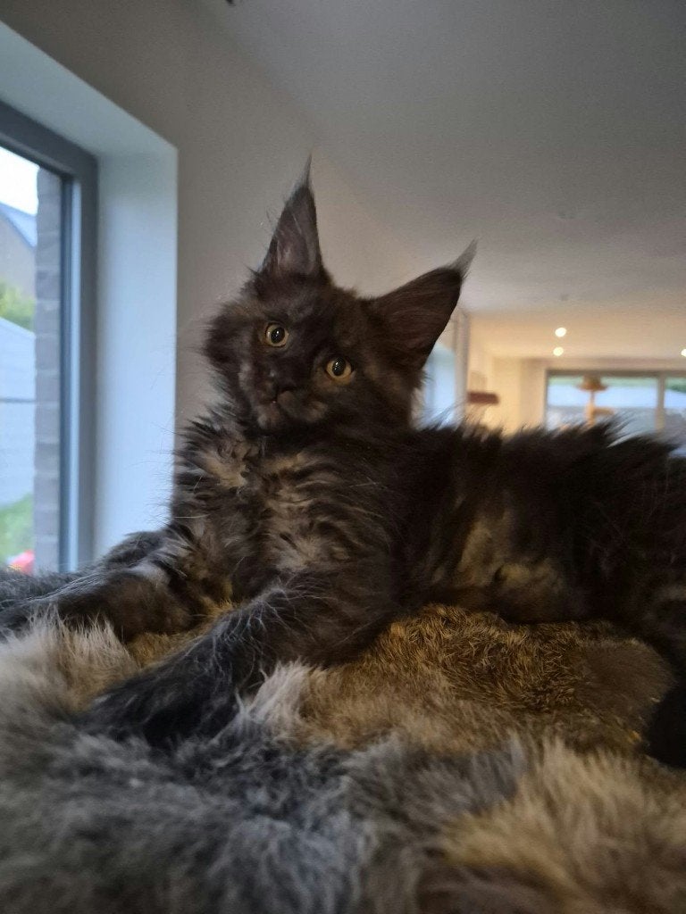 Prachtige Maine coon kittens met stamboom, Animaux & Accessoires, Plusieurs animaux, Avec pedigree, 0 à 2 ans