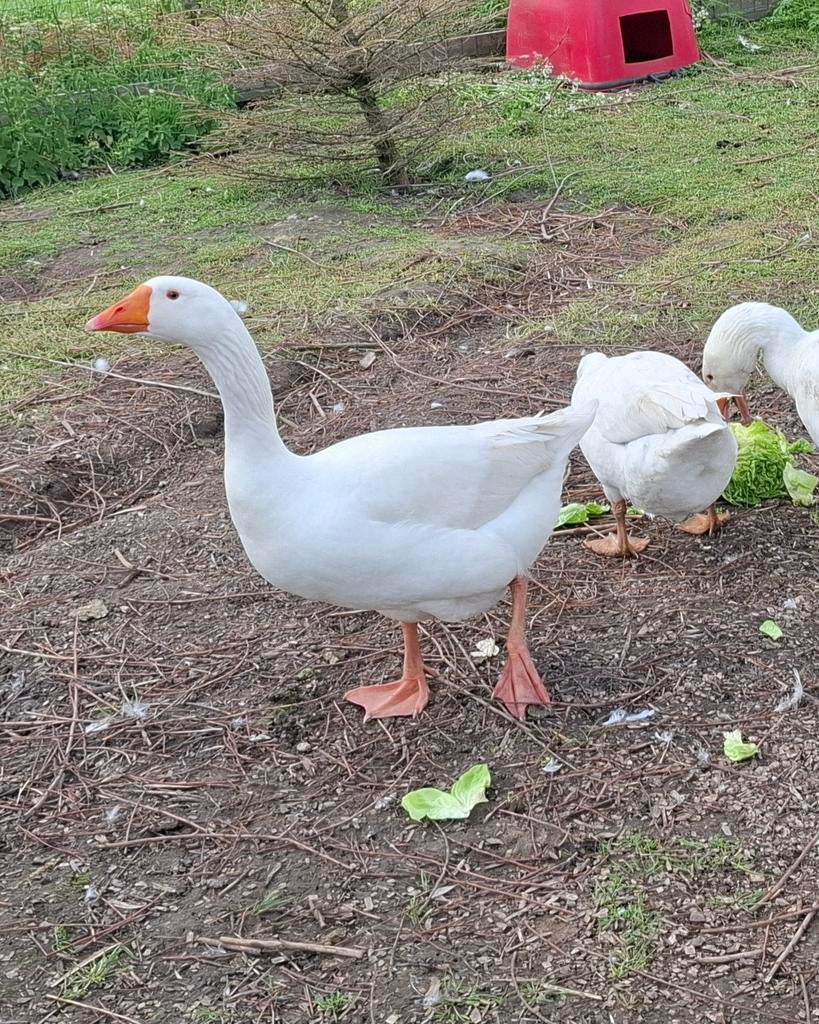 Mannelijke grauwe Gans 2 jaar te ruil