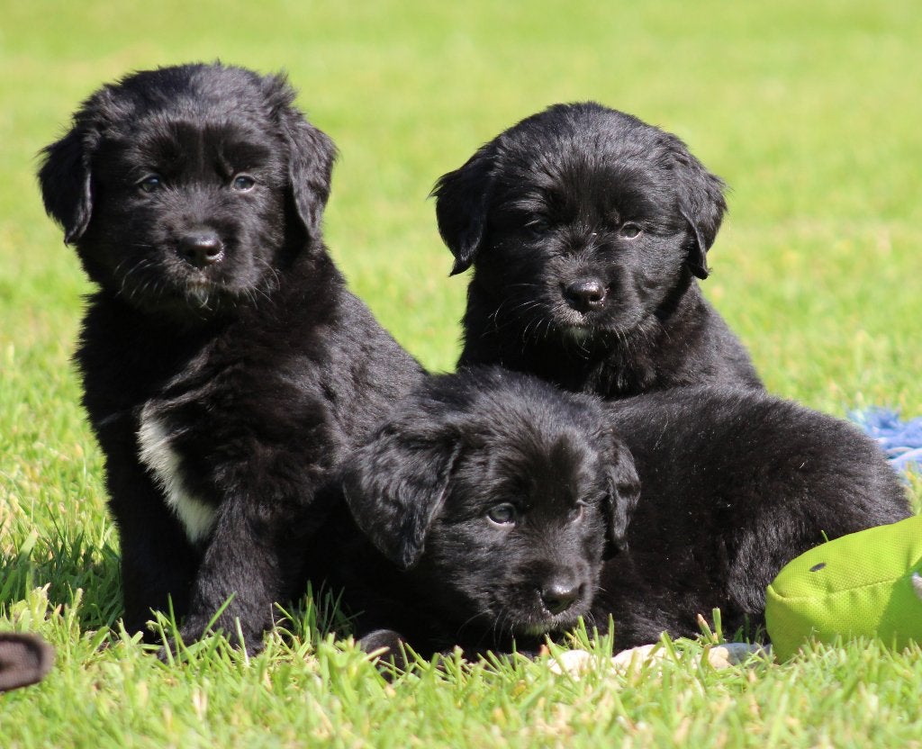 Boulab pups ( Berner Sennen x Labrador ), België, CDV (hondenziekte), Meerdere, Meerdere dieren