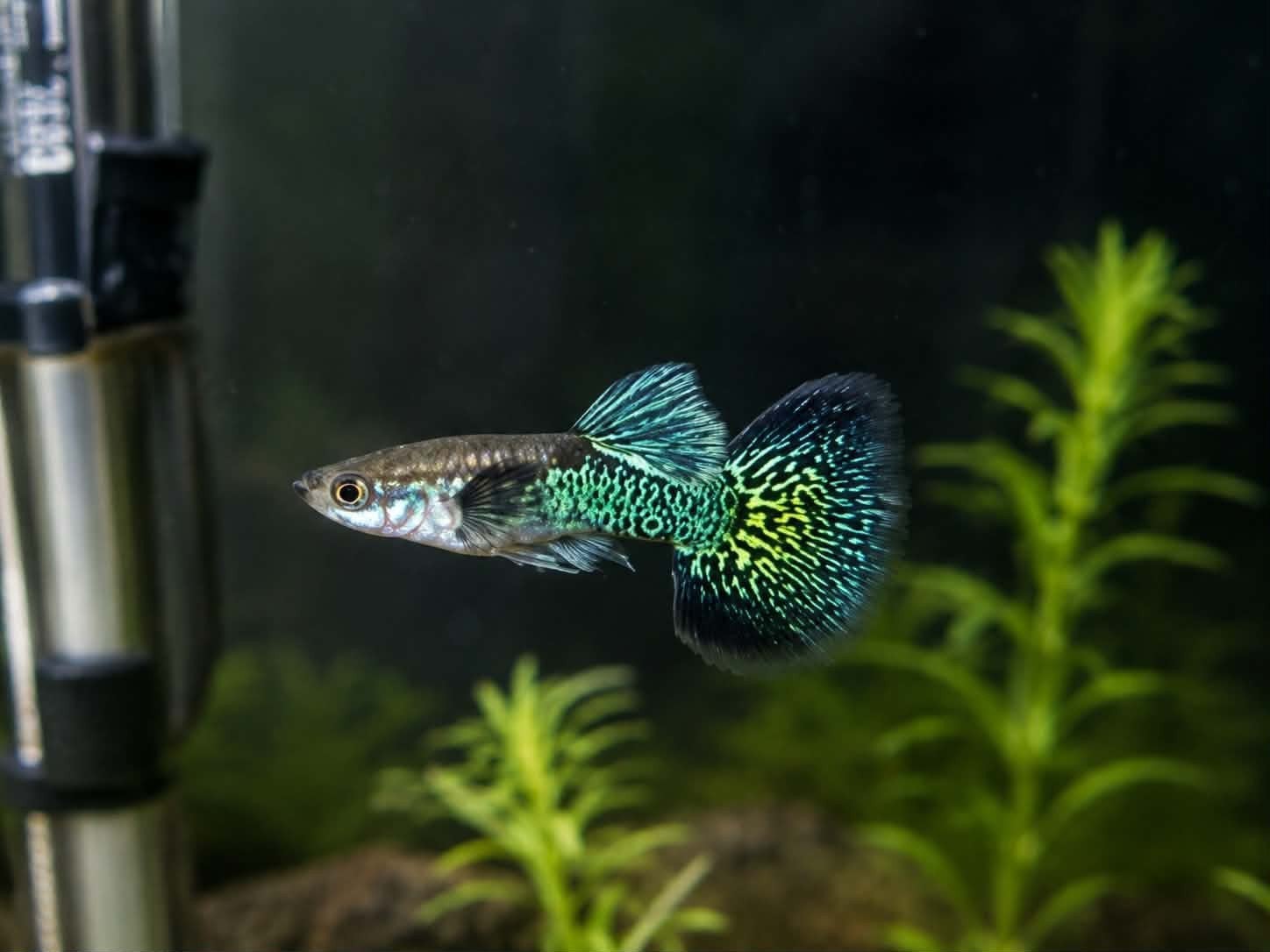 Green dragon ss halfmoon guppys, Dieren en Toebehoren, Vissen | Aquariumvissen