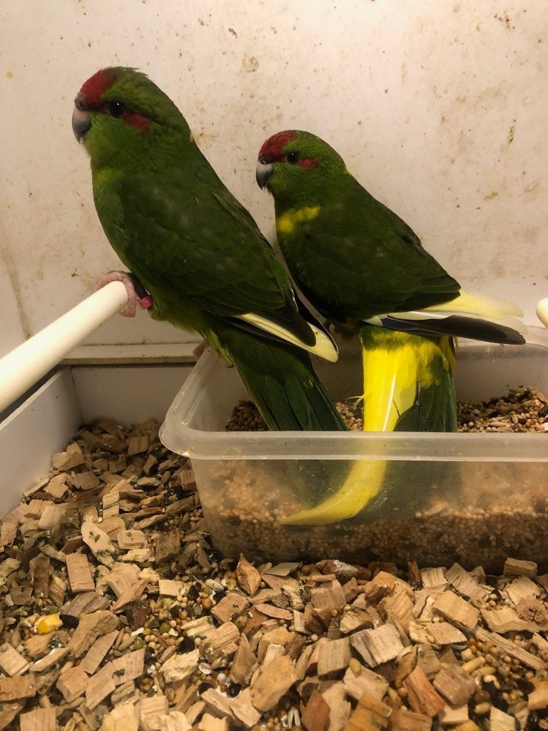 Kakarikies van 2026 jongen, Plusieurs animaux, Perruche, Bagué