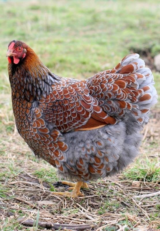 wyandotte krielen, Dieren en Toebehoren