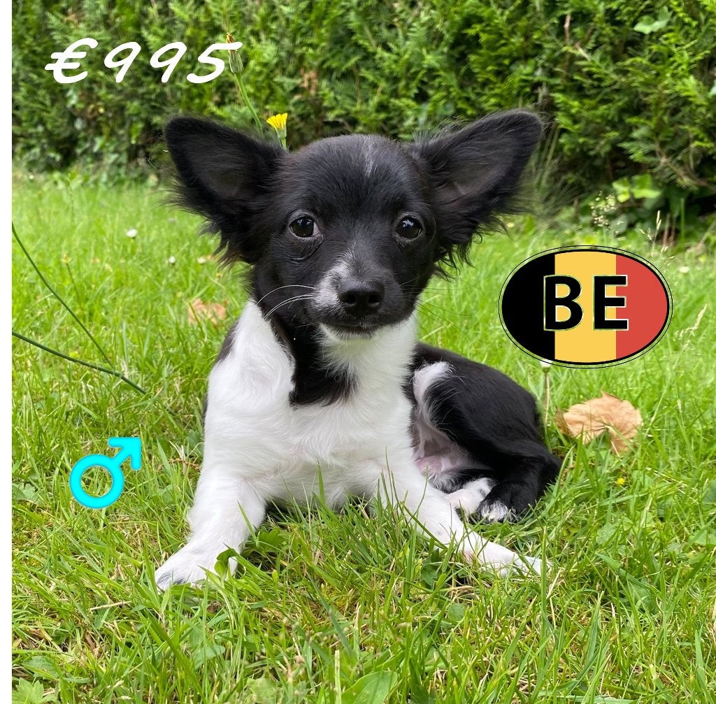 Lief Chihuahua kruising pup te koop, Dieren en Toebehoren, België, 15 weken tot 1 jaar, CDV (hondenziekte), Eén hond