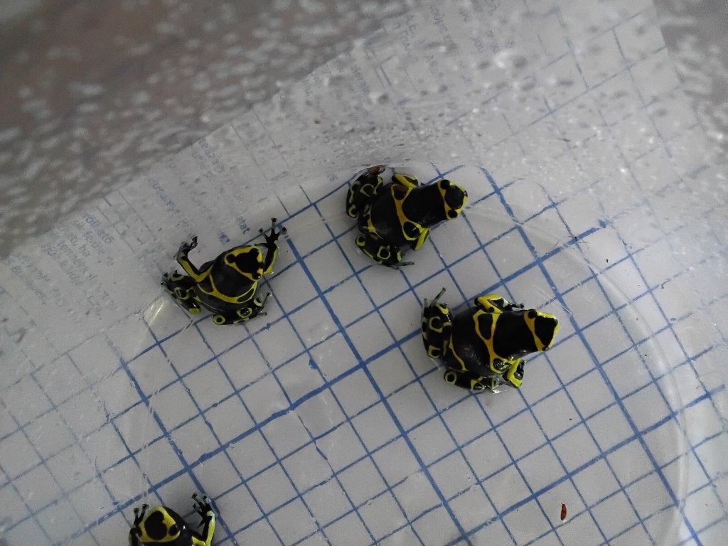 Dendrobaten leucomelas auratus, Amfibie, 0 tot 2 jaar