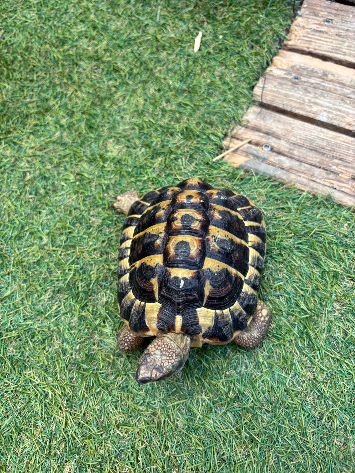Griekse schildpad, Dieren en Toebehoren, Reptielen en Amfibieën, Schildpad, Tam, 3 tot 6 jaar