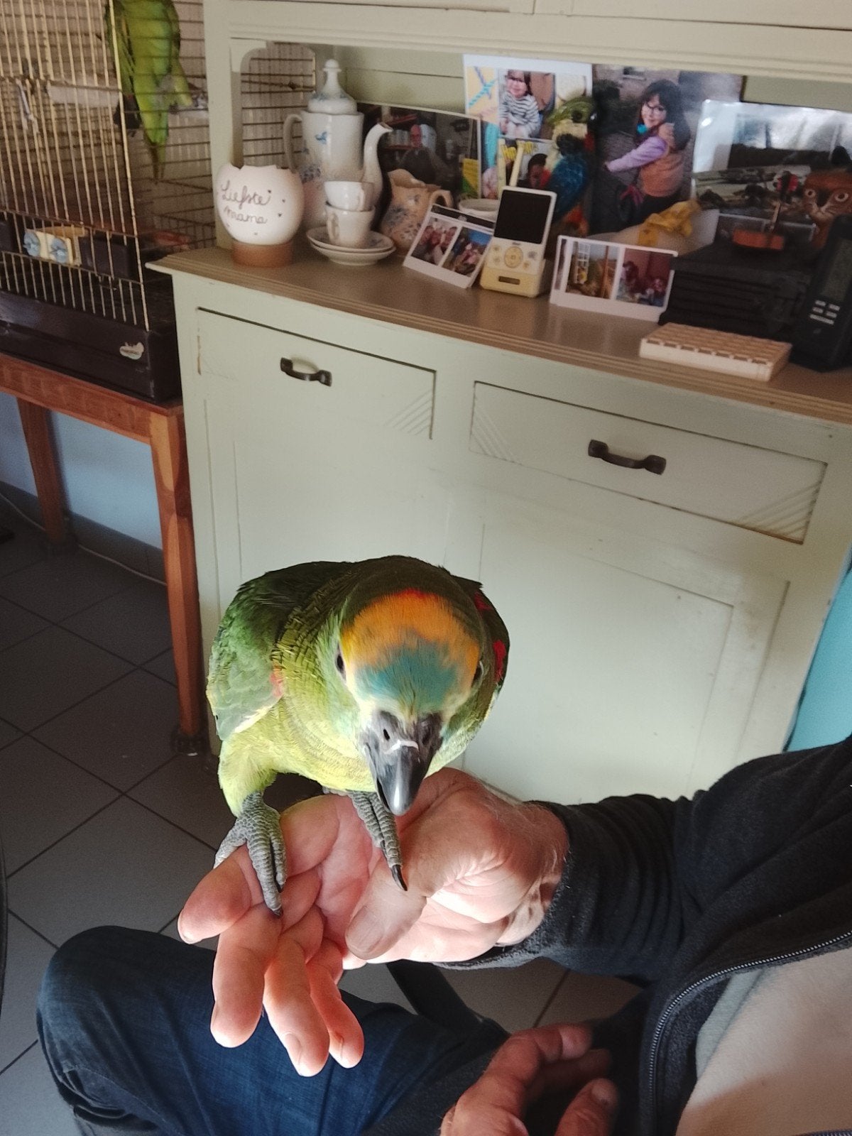 suppertamme jonge blauwvoorhoofd Amazone papegaai, Perroquet, Domestique