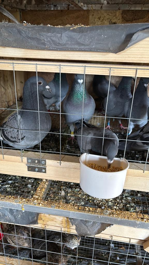 Duiven, Dieren en Toebehoren, Vogels | Duiven