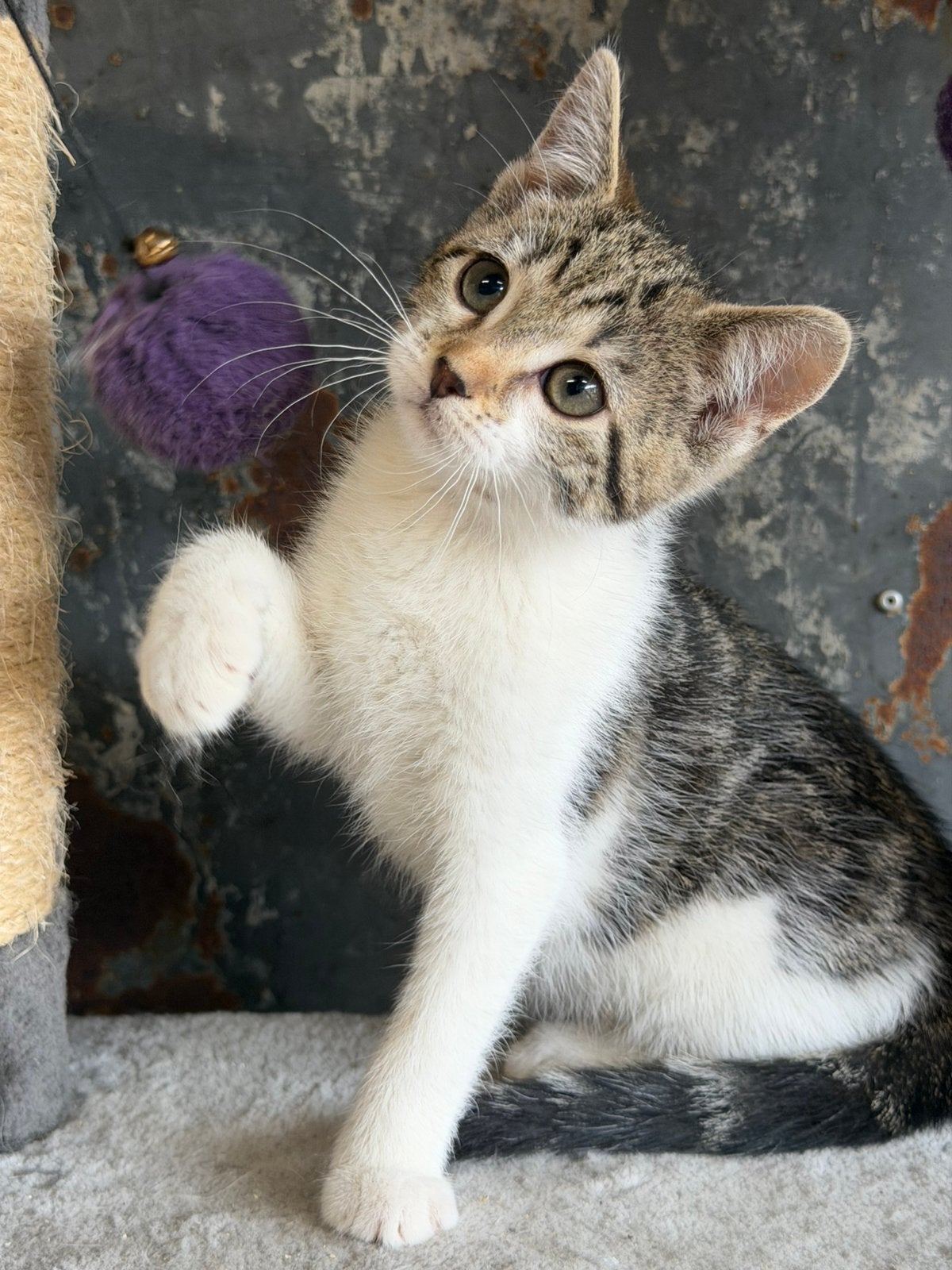 Europese korthaar kittens, Dieren en Toebehoren, Katten en Kittens | Raskatten | Korthaar, Meerdere dieren, Gechipt, 0 tot 2 jaar