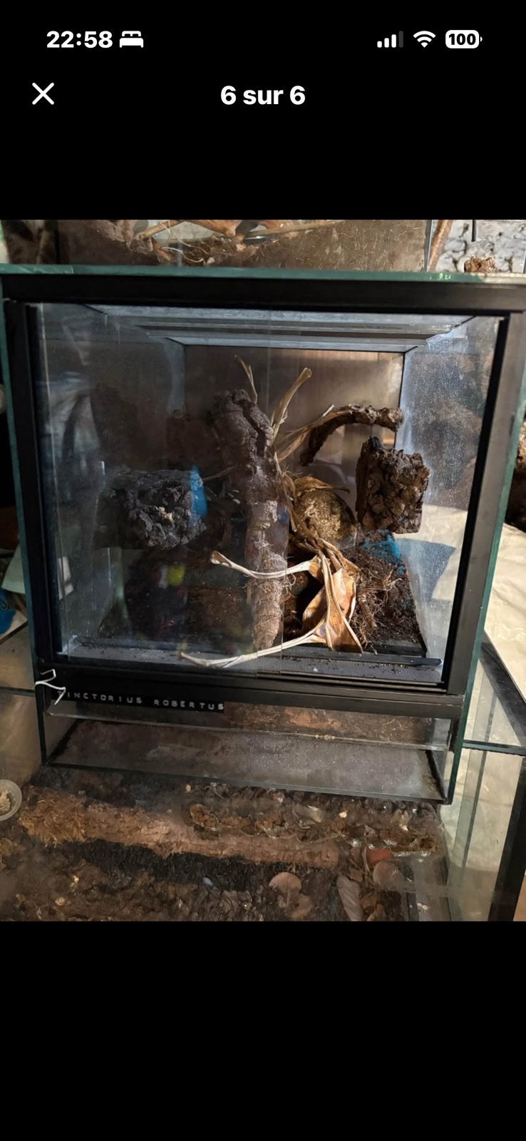 2 terrarium pour  grenouille, Ophalen, Nieuw, Terrarium of Paludarium