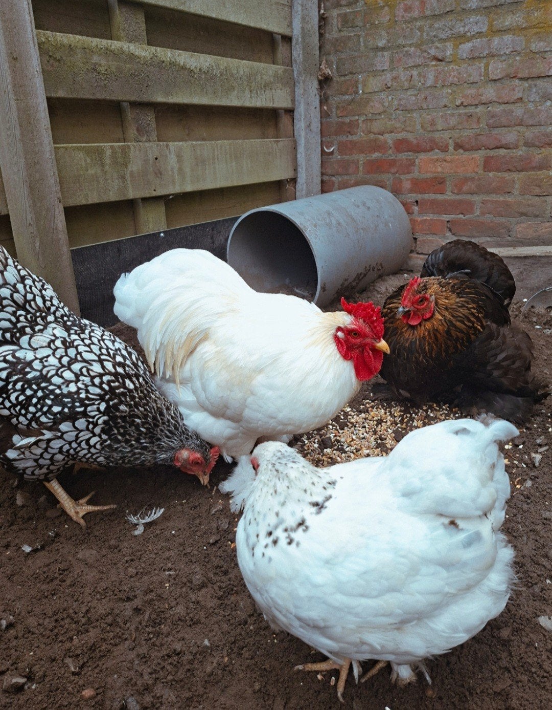 GRATIS Cochin haantje, Dieren en Toebehoren, Pluimvee, Mannelijk