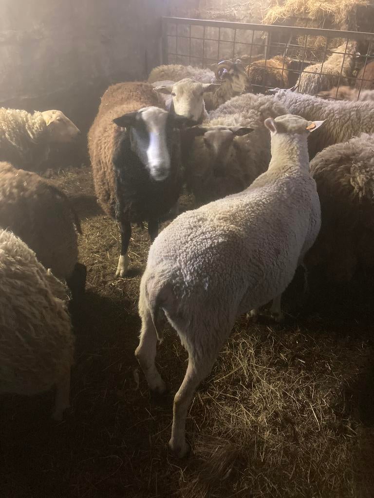Rammen, Dieren en Toebehoren