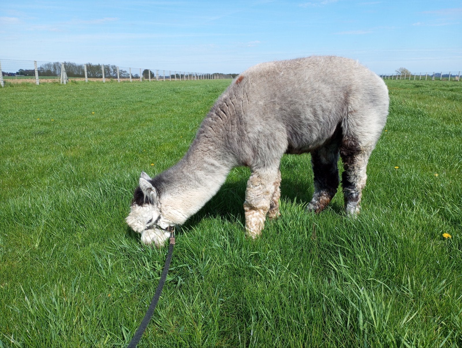 Grijze alpaca dekhengst uit Australië, Januari, Mannelijk