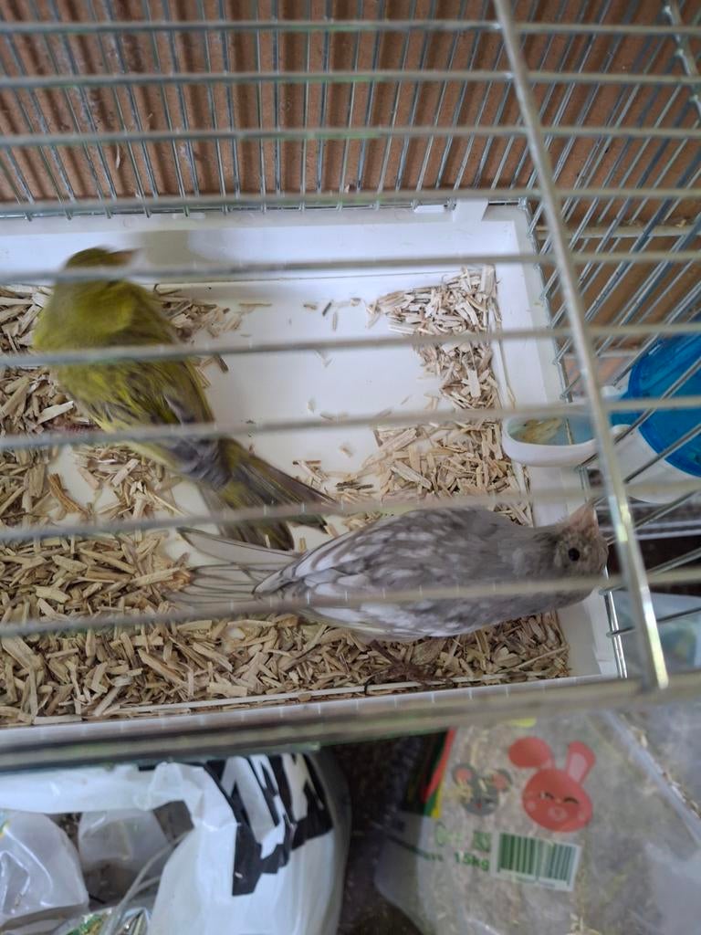 Mooi koppel grijsvleugels te koop., Dieren en Toebehoren, Vogels | Kanaries, Meerdere dieren, Kleurkanarie