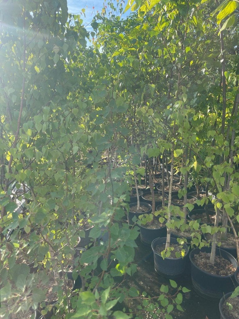 Bomen en Planten in POT 2,-euro p/stuk, Tuin en Terras, Planten | Bomen, Halfschaduw, Overige soorten, Minder dan 100 cm, Ophalen