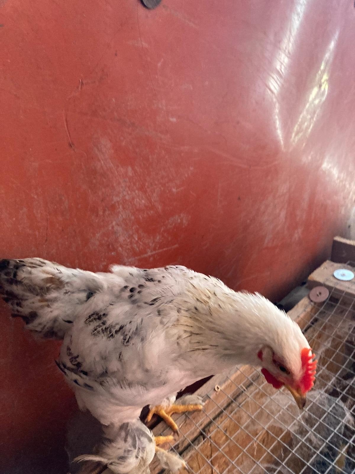 lief tam haantje, Dieren en Toebehoren, Pluimvee