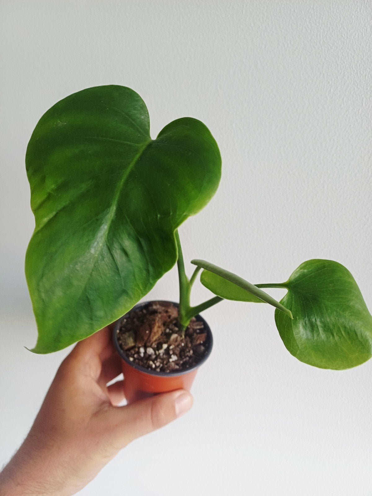 Monstera Deliciosa Mutation (NoiD), Huis en Inrichting, Kamerplanten, Overige soorten, In pot, Minder dan 100 cm, Groene kamerplant