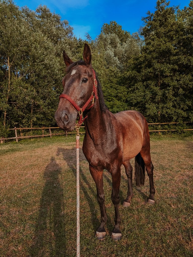 hulp gezocht voor 2 paarden en 1 pony, Avec pedigree, 11 ans ou plus, Hongre, 165 à 170 cm