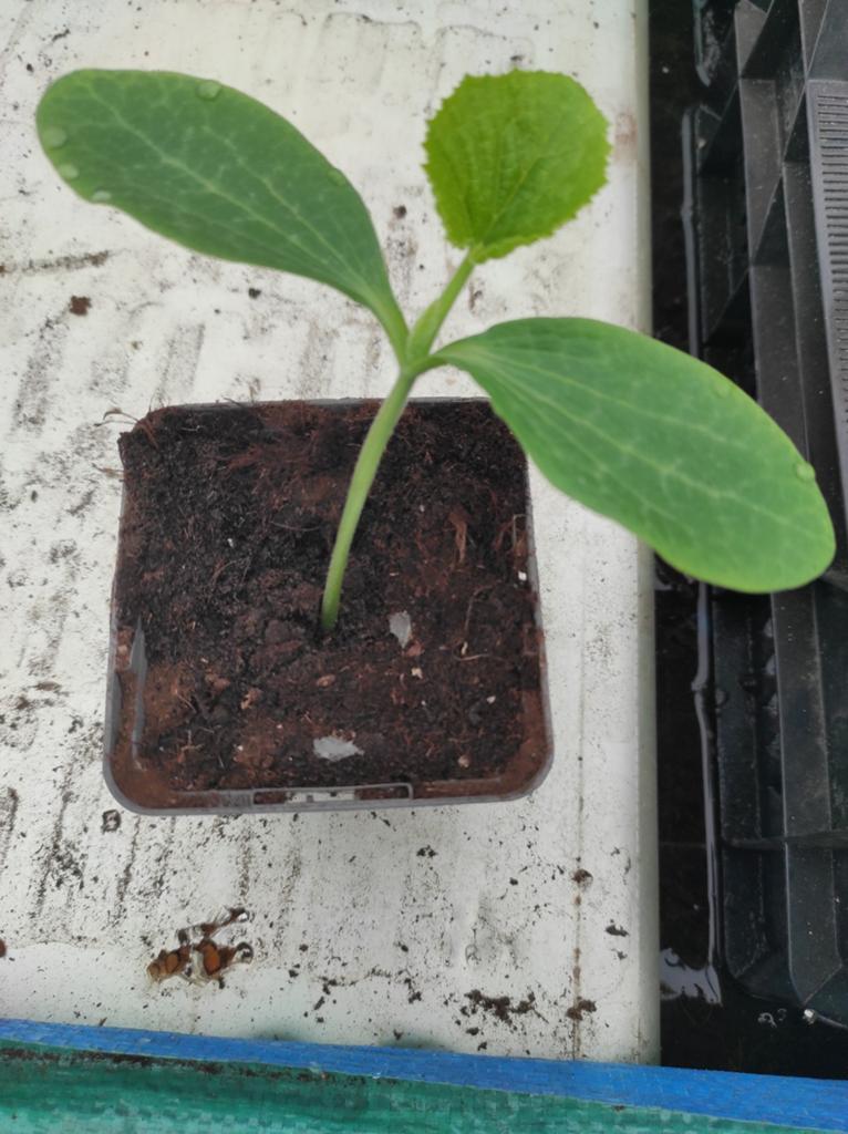 Moestuinplantjes, Tuin en Terras, Ophalen