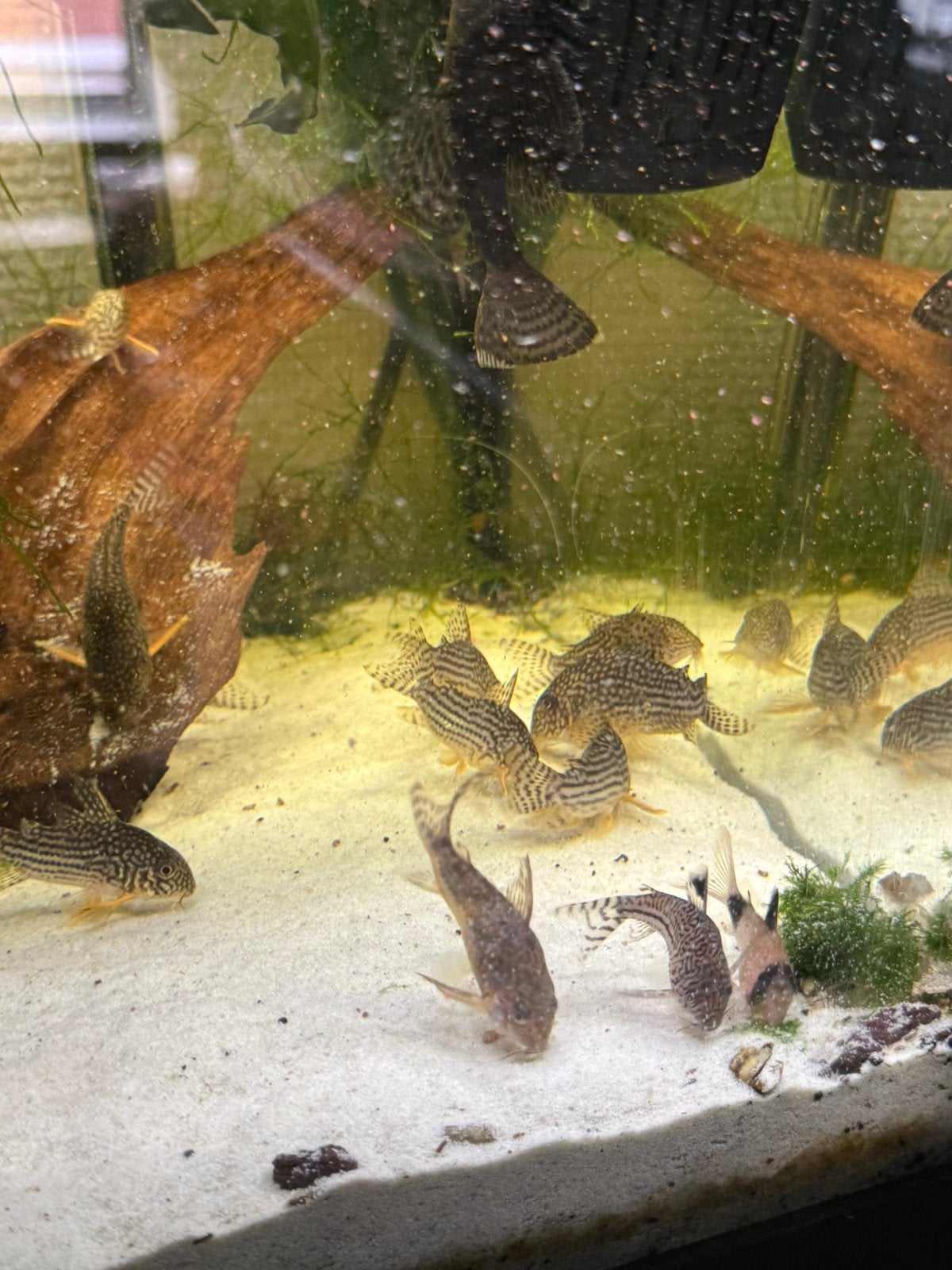Corrydora groep, Dieren en Toebehoren, Zoetwatervis