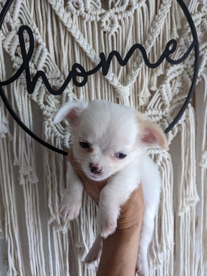 chihuahua pup, Dieren en Toebehoren, Parvo, België, Particulier, Reu