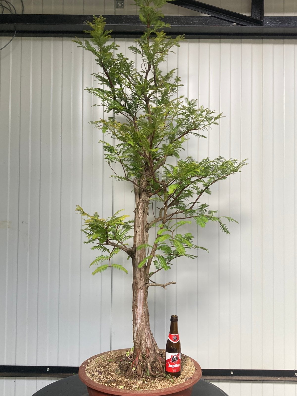Bonsai metasequoia, Tuin en Terras, Ophalen