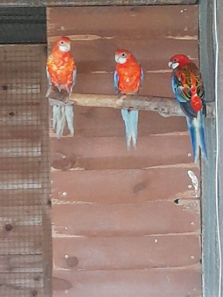 rosella jongen te koop, Dieren en Toebehoren, Parkiet, Geringd
