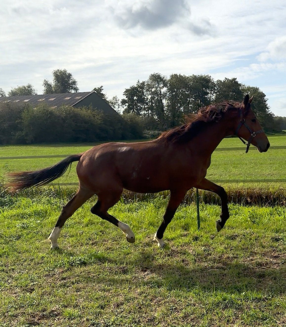 Prachtige O’Toto vd Wimphof jaarling hengst KWPN, Dieren en Toebehoren, Hengst, M
