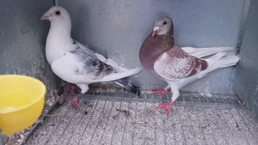 Gekleurde koppels postduiven, Dieren en Toebehoren, Vogels | Duiven, Meerdere dieren, Postduif
