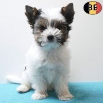 Chiots Biewer Yorkshire - De petites merveilles tricolores, Animaux & Accessoires, Chiens | Chihuahuas & Chiens de compagnie, Plusieurs animaux
